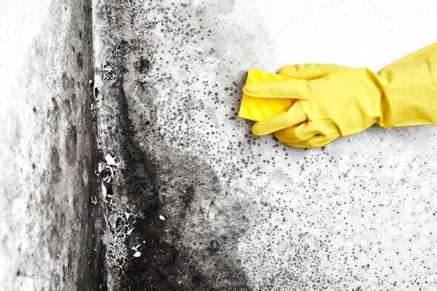 Mold Odor Removal Services in Lincoln Park, PA